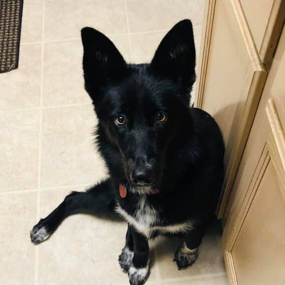 Riley waiting for her Dinner.