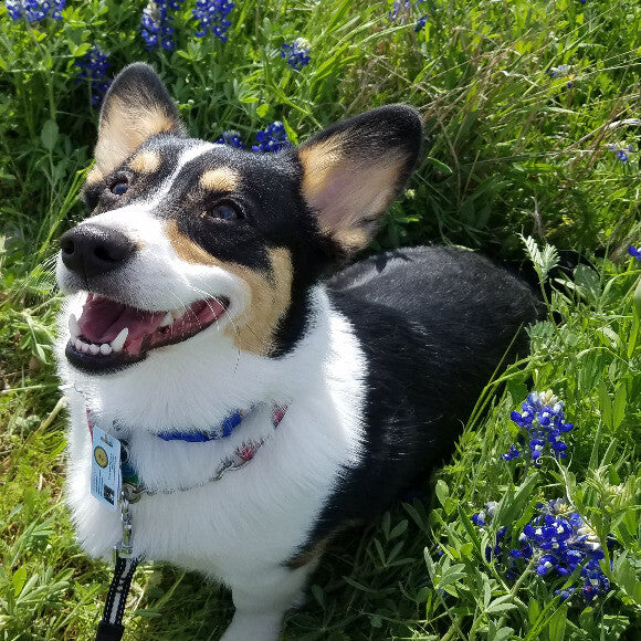 Kai in blue bonnets!