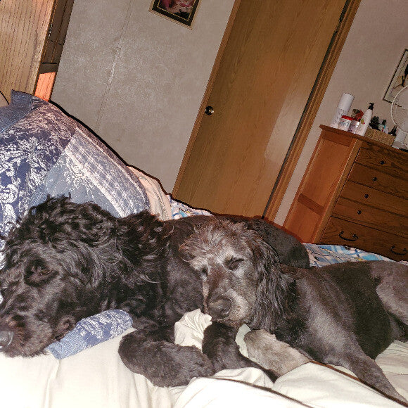 2 happy Doodles