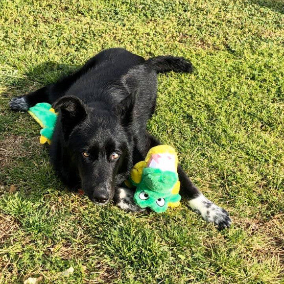 Riley at 6 months old