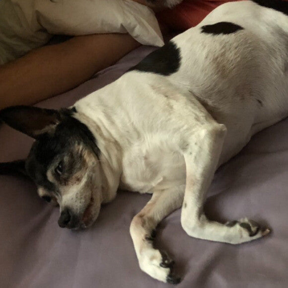 She loves sleeping on the bed with us.