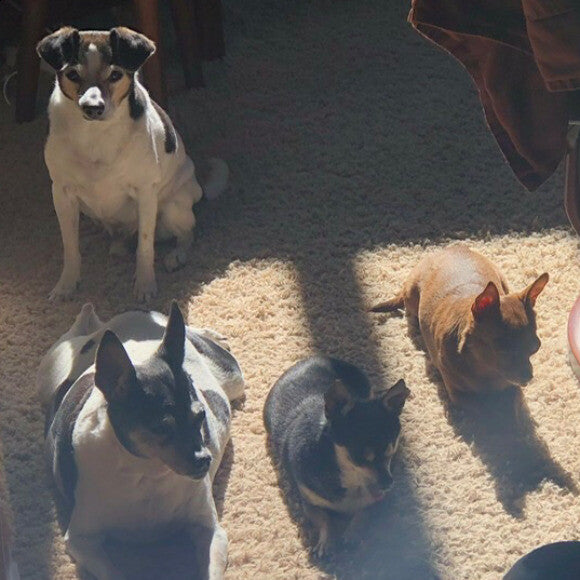 Sami, bottom left, with three of our other rescues.