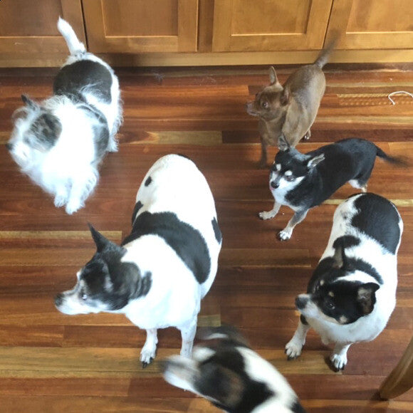 Sami, left of middle, with five of our other rescues.