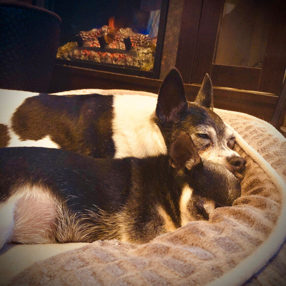 Sami, in back, with our little guy Rufi