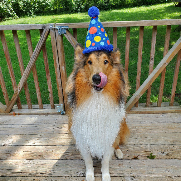 Loki's first birthday