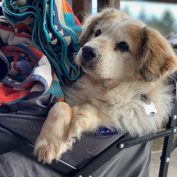 Muira in her Cart!