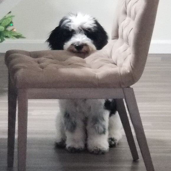 Waiting patiently for dinner.