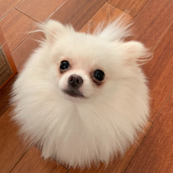 one happy puppy here