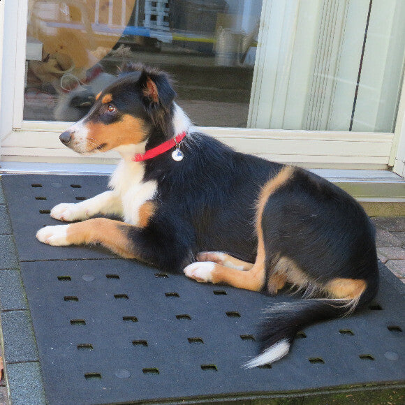 Lily when adopted n