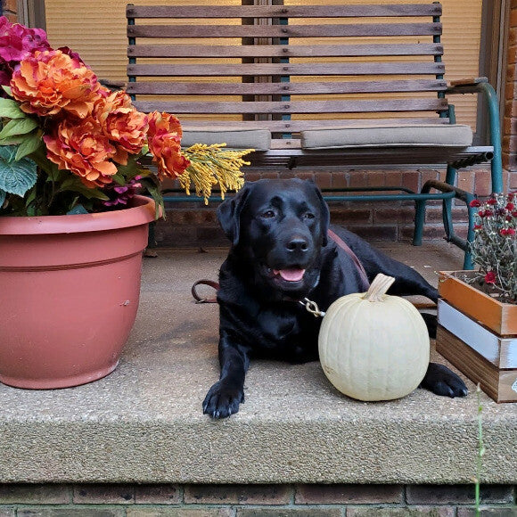 Victim's Assistant Service Dog - Wallis nVanderburgh County Prosecutor's Office.