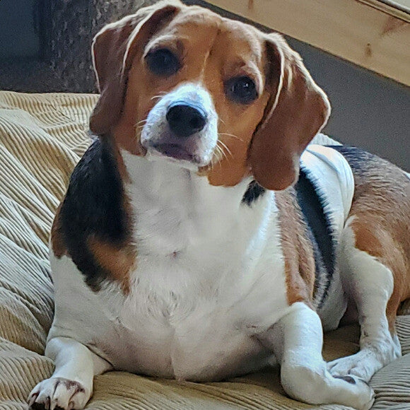 Sweet Boy!