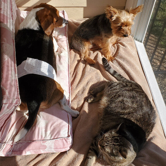 Cooper enjoying some sun with his furry family!