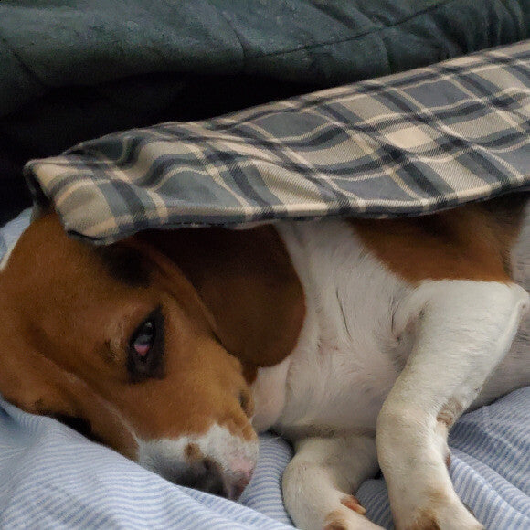 ?Hes been through alot with surgeries, digestive issue,skin issues...and is still so sweet! nHes under a heating pad cause he's having back pain this day.