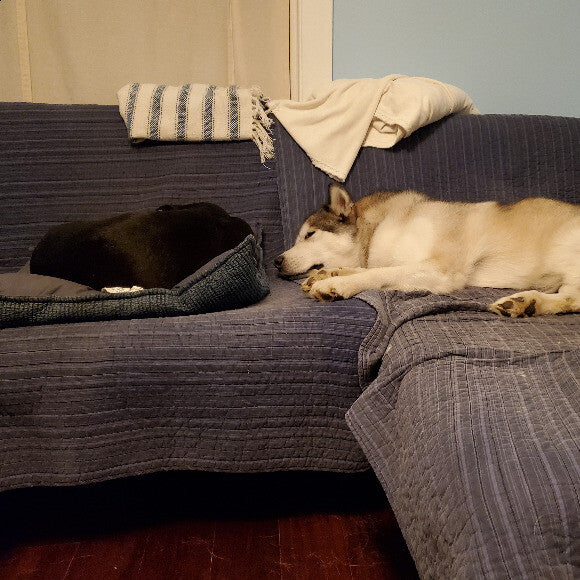 Lola and Hugo happily resting after their evening meal.