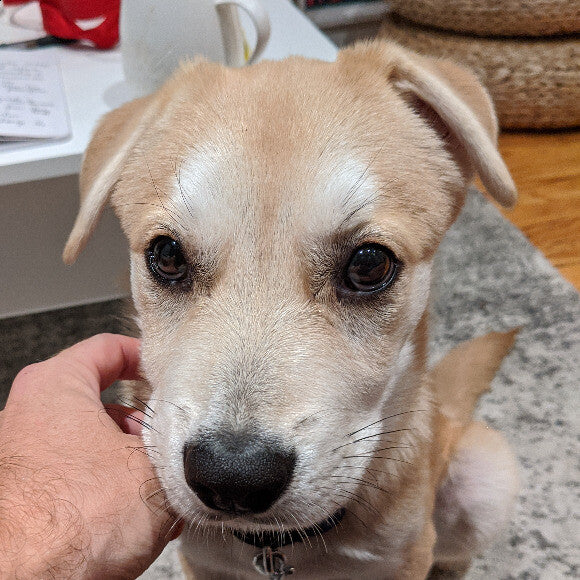 This is felix