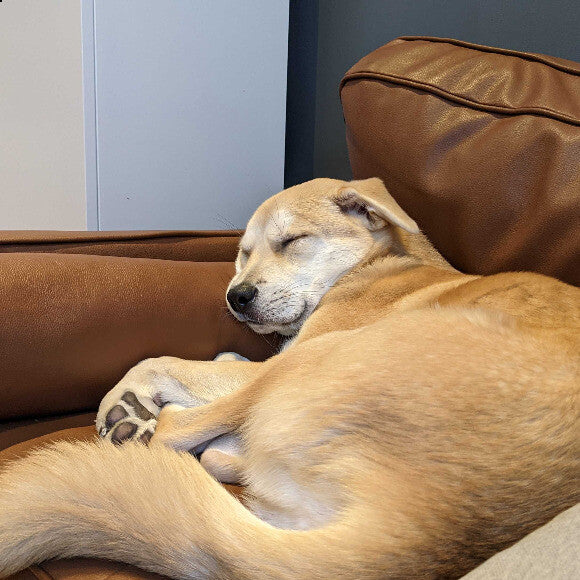 Sleeping on couch