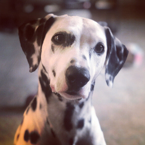 Lucy