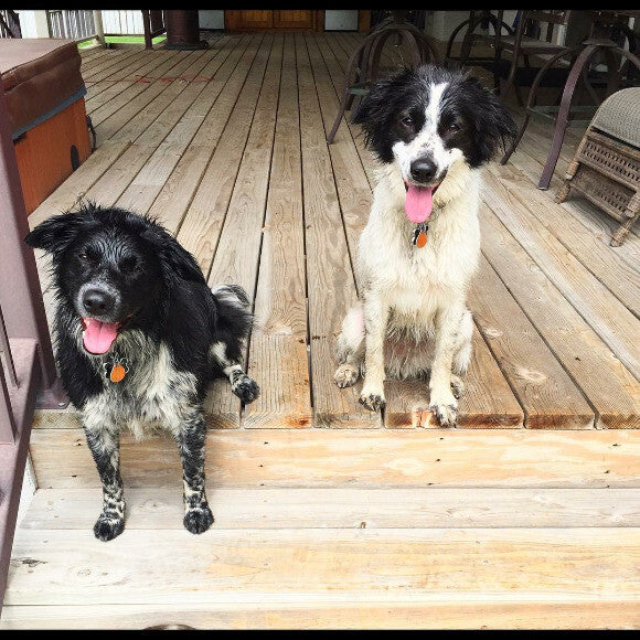 Freckles(left) & Kahlua(right)