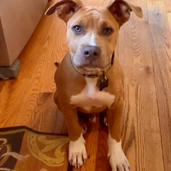 Moose hangs out at least once a week and is growing up so fast. My son and his father recently adopted him.