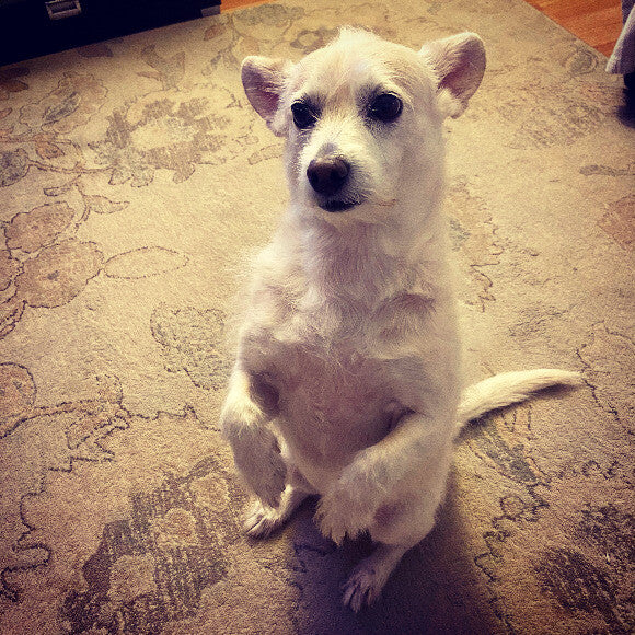 Zoe begging for her dinner.