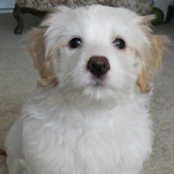 This is the Molly puppy picture. She was such a cute, energetic girl.