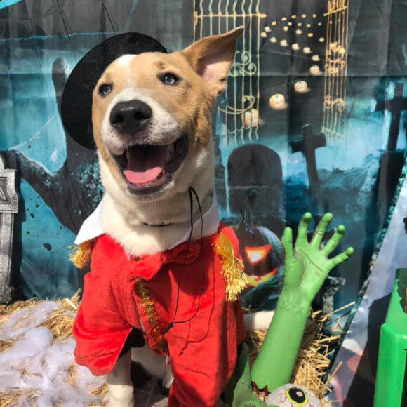 Kylo during Halloween!