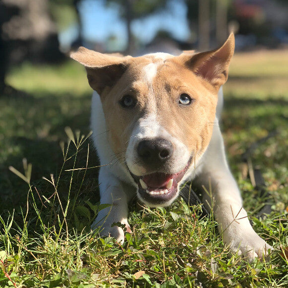 Kylo at the park!