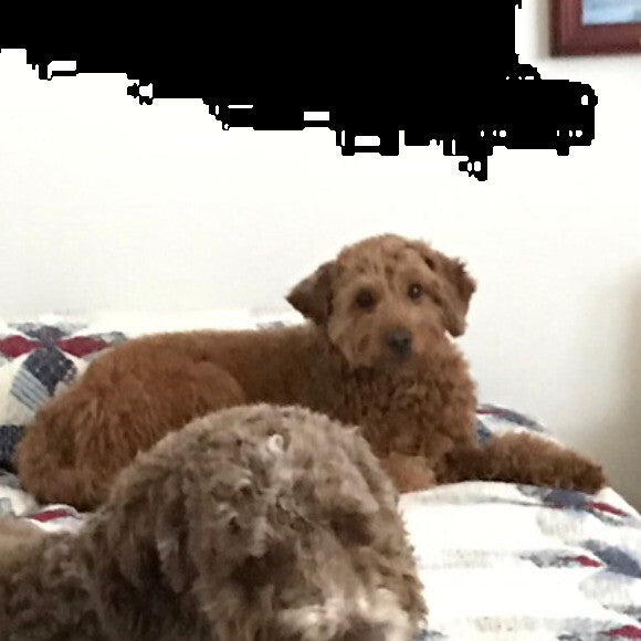 Watching their dinner being mixed.
