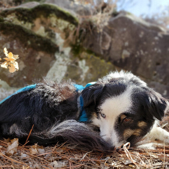 Akeyla curled up waiting for her next meal after a day of climbing with her humans.