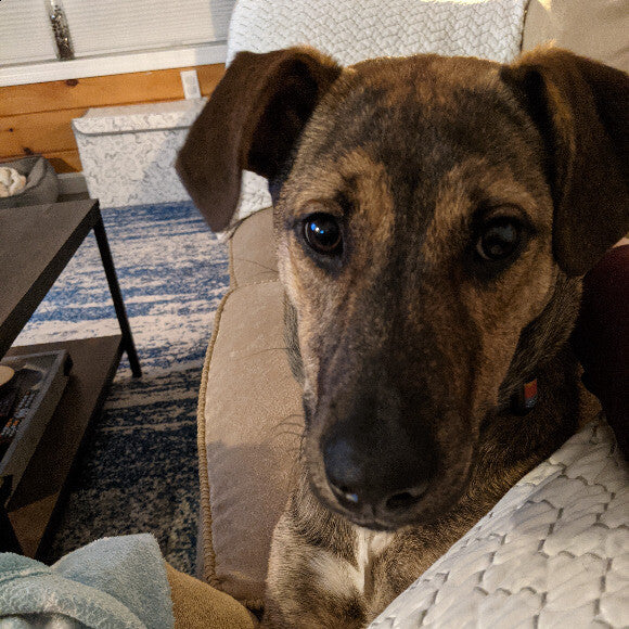 The cuddliest pup