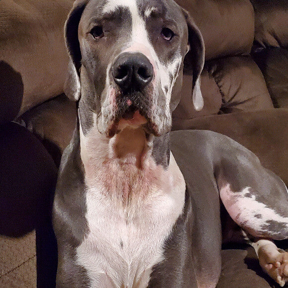 Duke 2 years