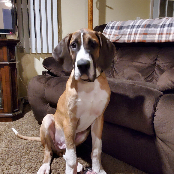 Jaeger 5 months