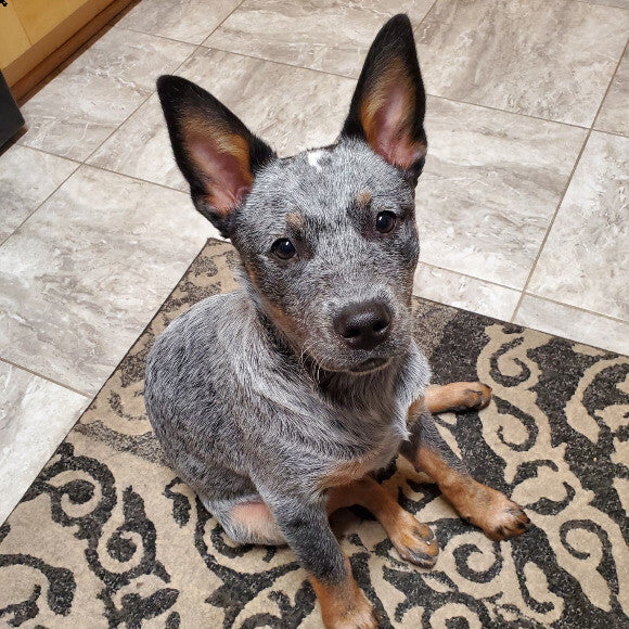 Patiently waiting to be fed.
