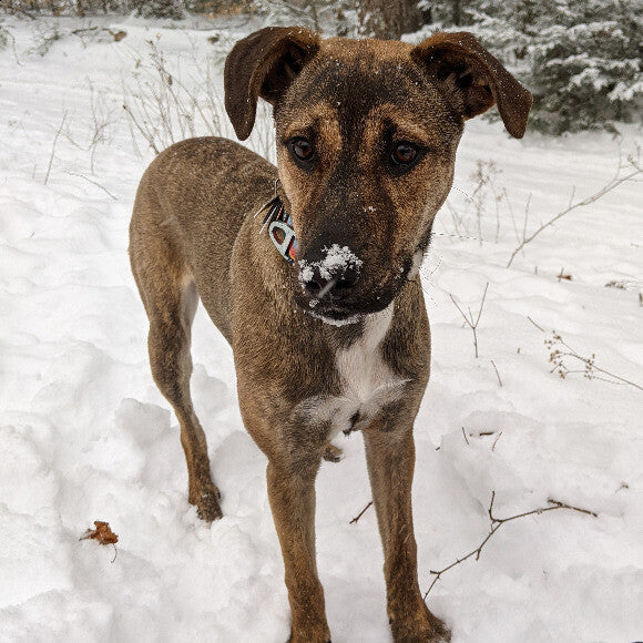 Enjoying a fresh New England snowfall!