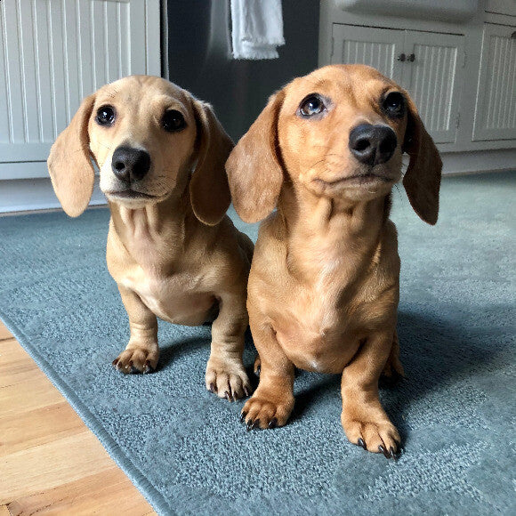 Daisy (left) & Ginger
