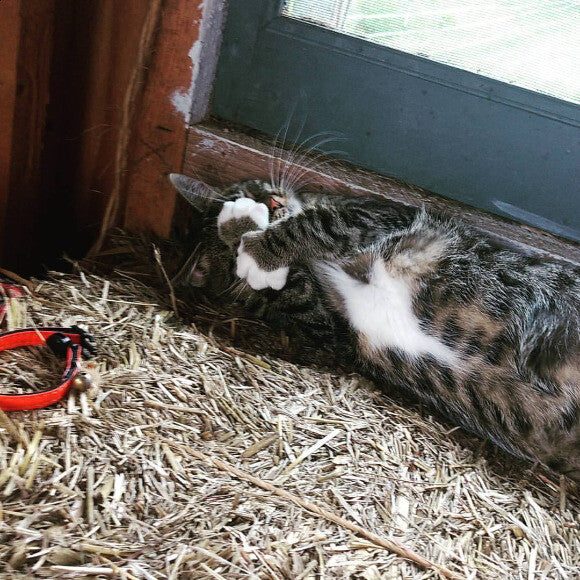 Nala the Queen