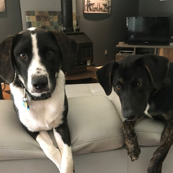 The picky brothers hanging