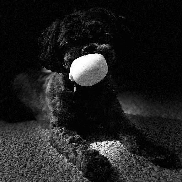 Levi