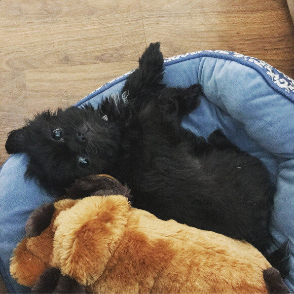 Levi - 12 weeks
