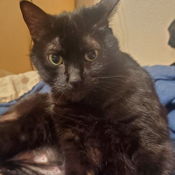 Fur slowly coming back!