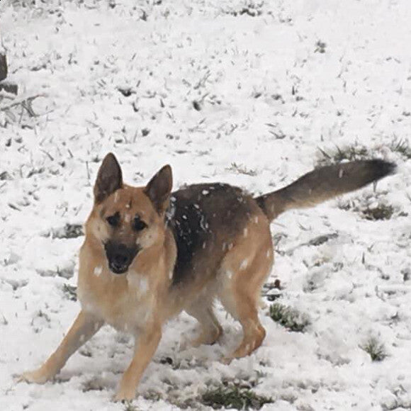 Kona goofing in our light Oregon snow!