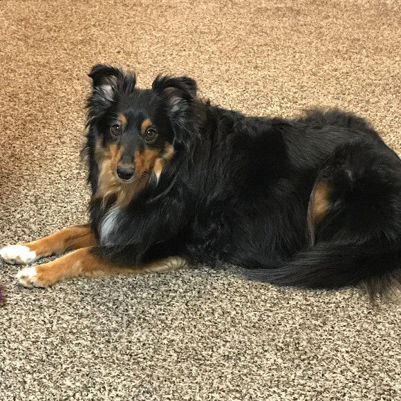 This is my dog, you can already tell her fur is getting shiny and healthy.