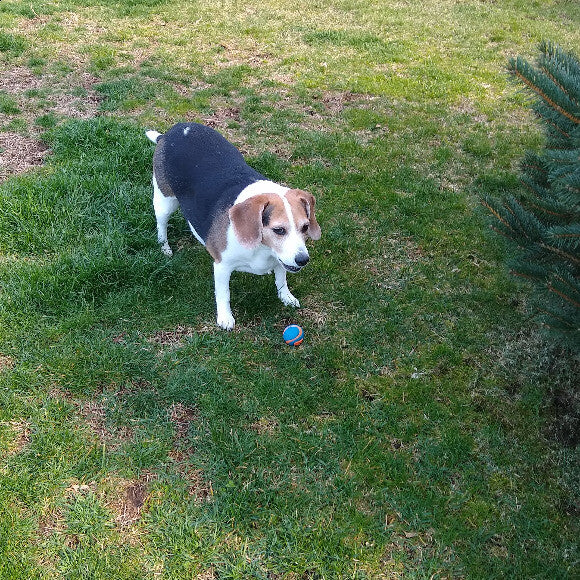 Katie at her happiest. Playing outside, then stopping to bark.