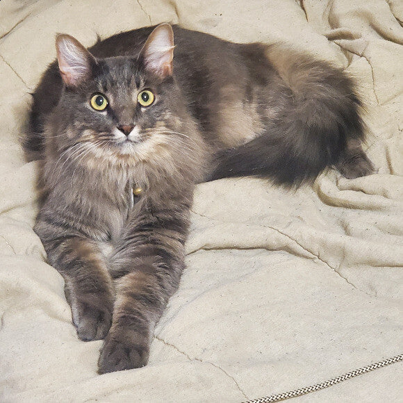 Weighing nine pounds, his fluff covers and hides his lack of fat and muscle.