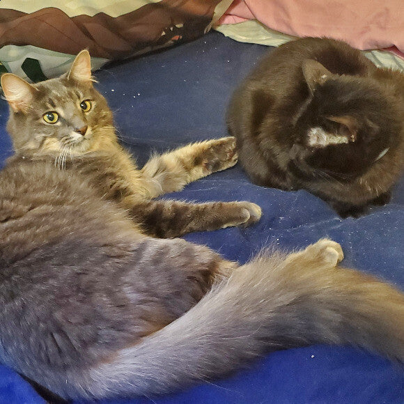Size comparison between my two nine pound cats. Its obvious potato needs to gain some weight!