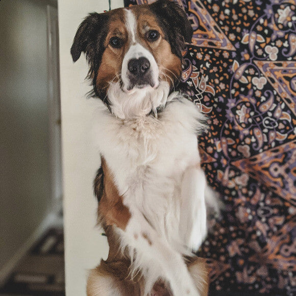 Finn sitting pretty.