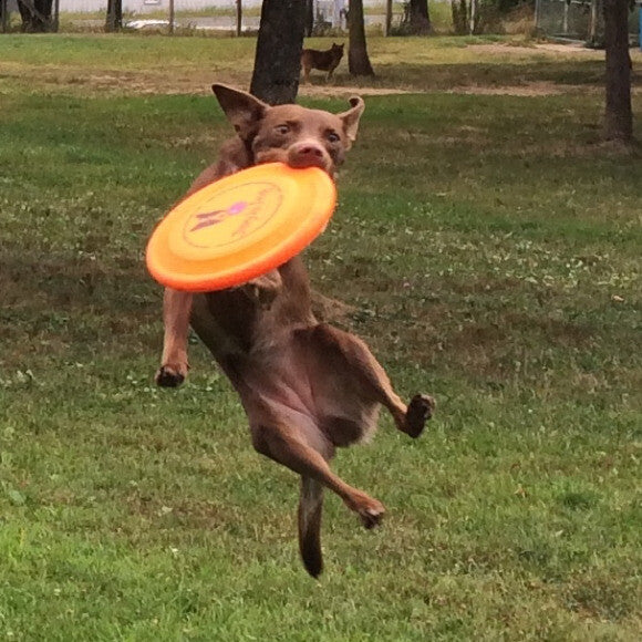 Penny still catching frisbees at 8 years old!