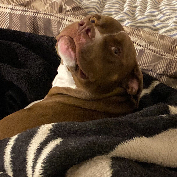 LOL you�ll always find him where a blanket is