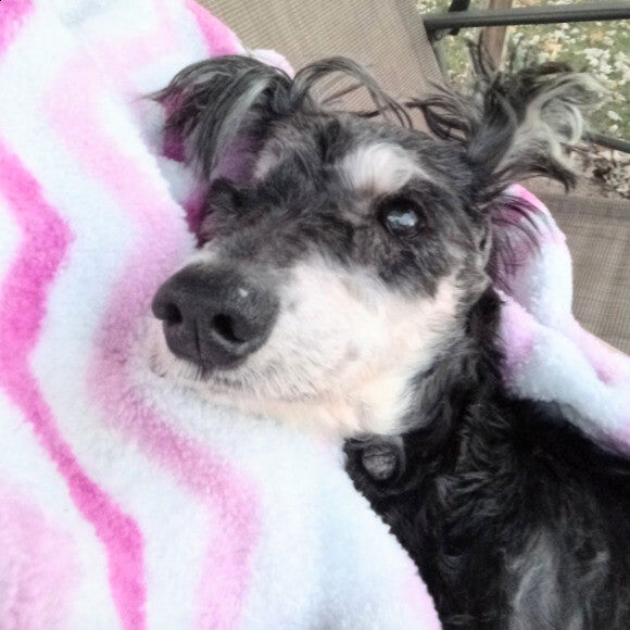 GiGi is a Gentle Girl and loves being rocked on the porch swing.