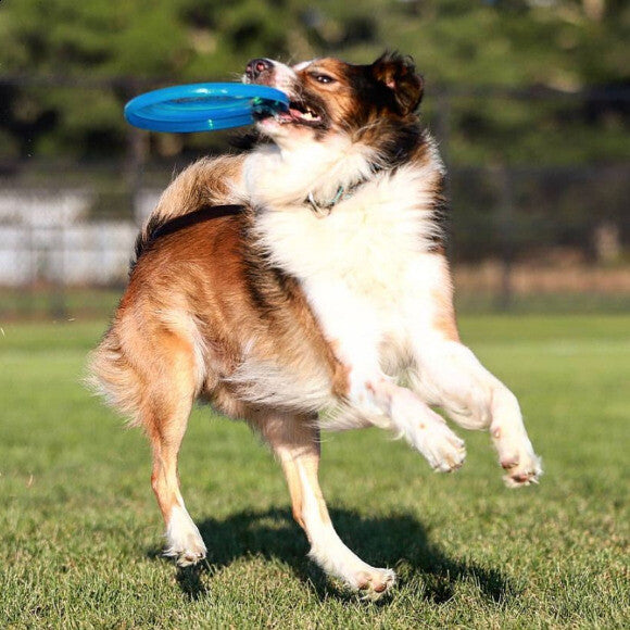 Finn catching a frisbee.